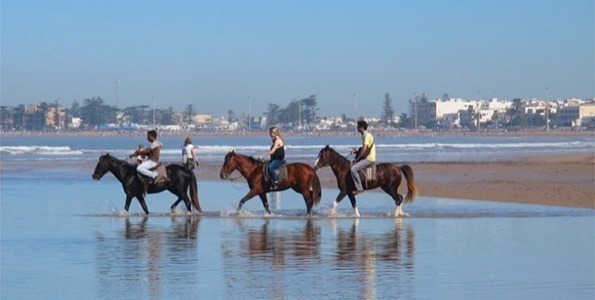 CLASES DE CABALLOS