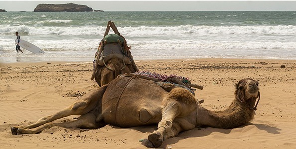 DROMEDARY